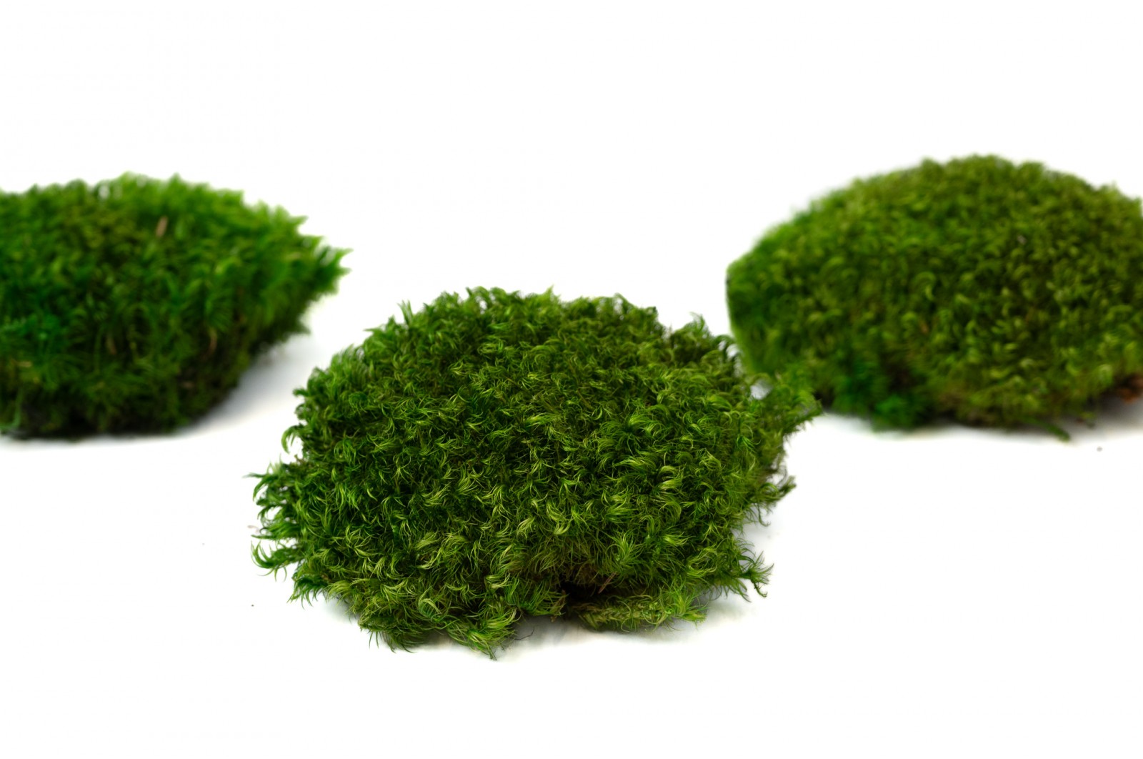 Preserved moss from Provence (5) (CN) preserved-moss-from-provence-5-cn