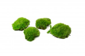 kleines-stabilisiertes-kugelmoos-5.