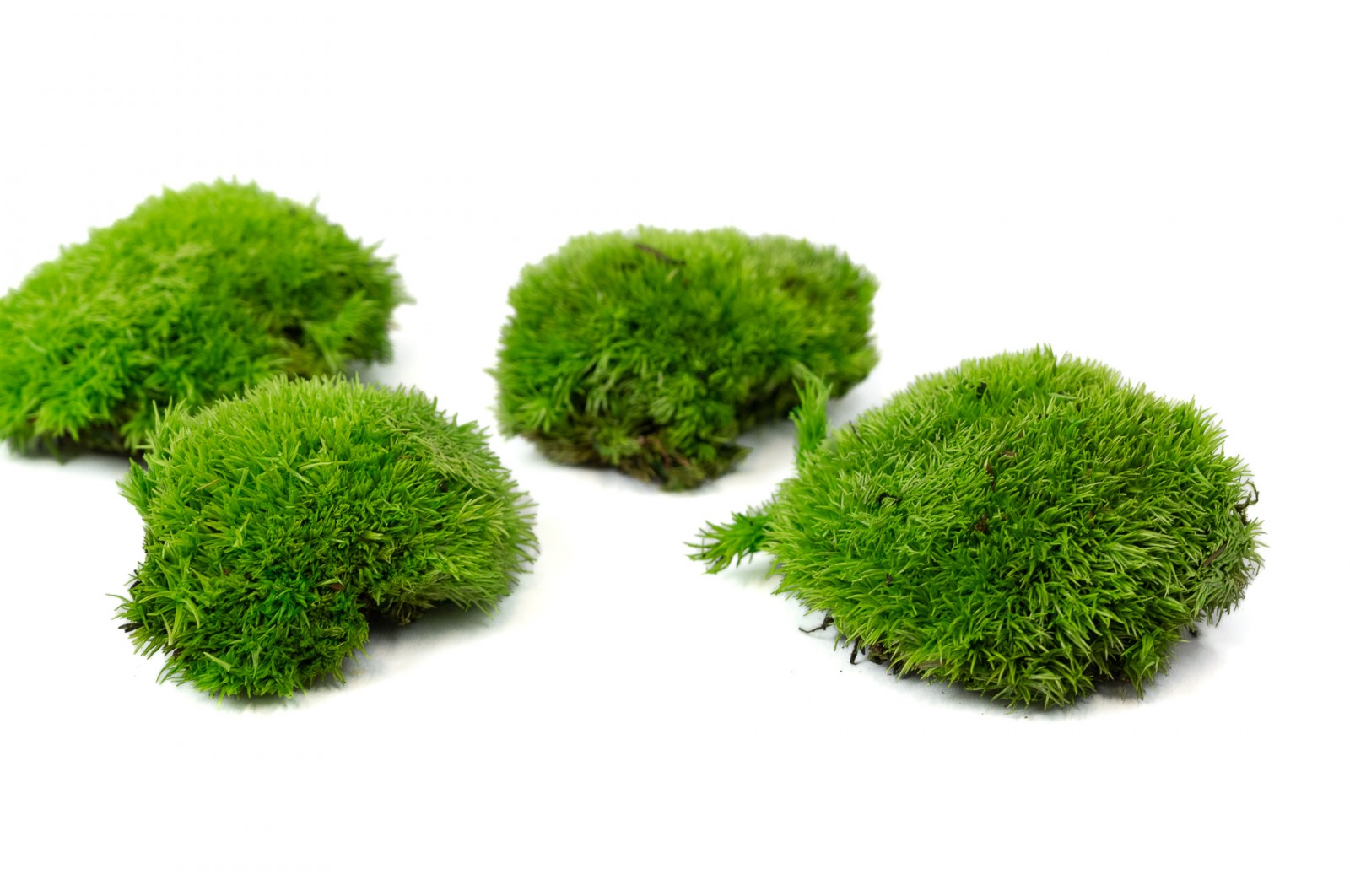 Kleines stabilisiertes Kugelmoos (5) (B) kleines-stabilisiertes-kugelmoos-5