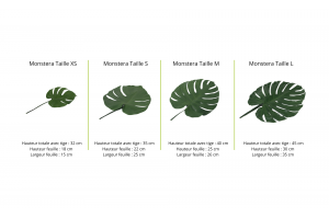 preserved-monstera-leaves-30.