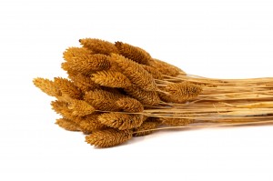 dried-phalaris-11