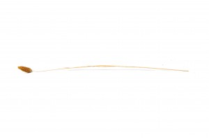 trockenes-phalaris-11.