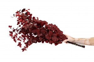 stabilisierte-eukalyptus-stuartiana-11.