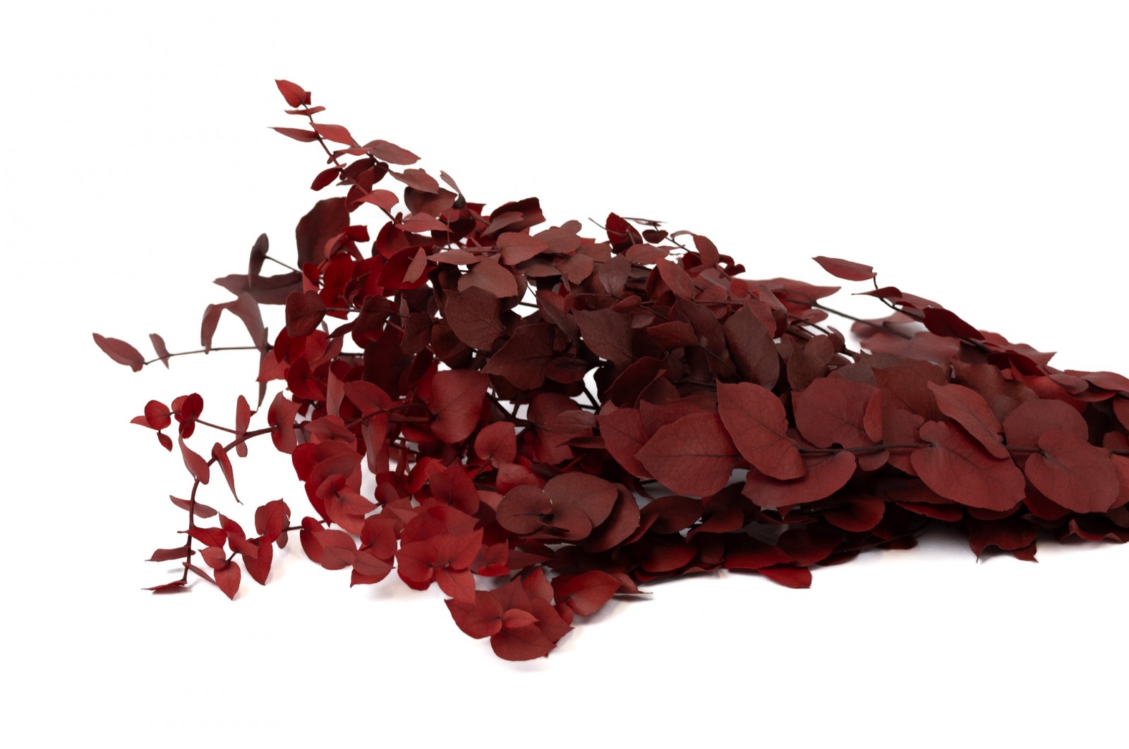 stabilisierte-eukalyptus-stuartiana-11