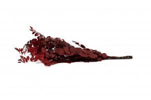 preserved-eucalyptus-stuartiana-11.