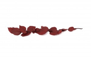 eucalyptus-stuartiana-stabilise-11.
