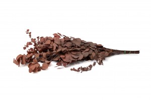 preserved-eucalyptus-stuartiana-6.