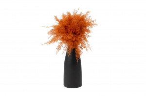 air-fern-stabilisee-18.