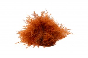 air-fern-stabilisee-18.