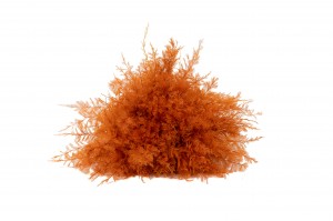 air-fern-stabilisee-18.