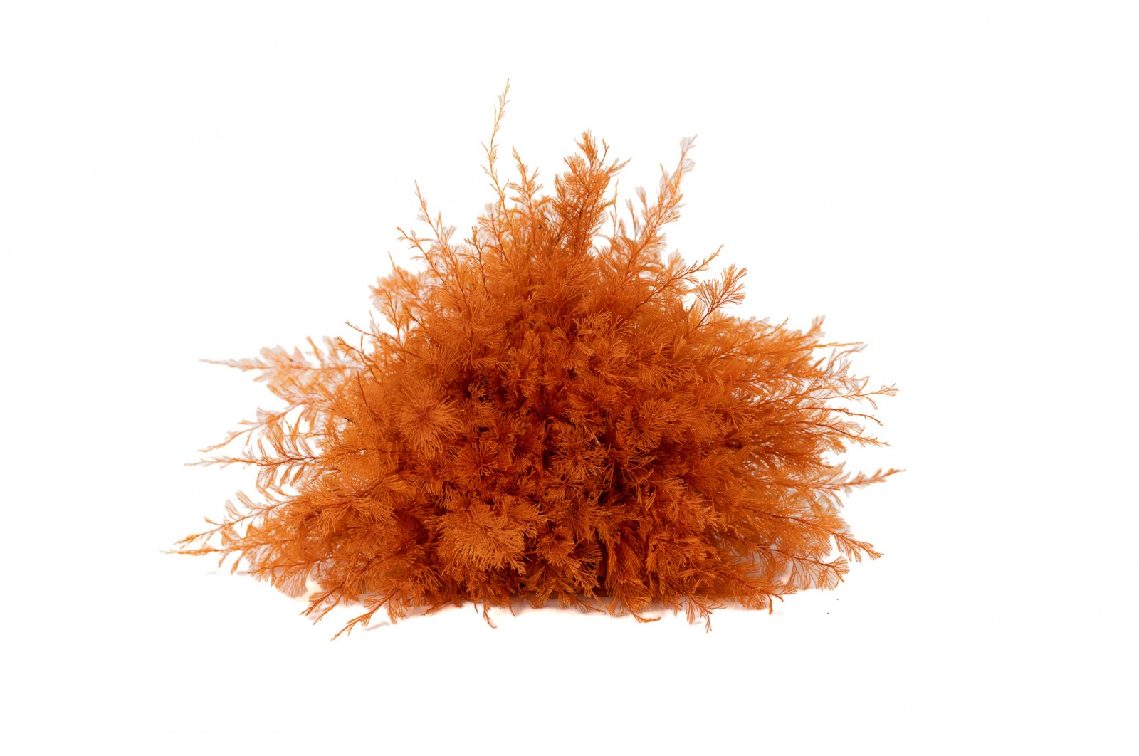 air-fern-stabilisee-18