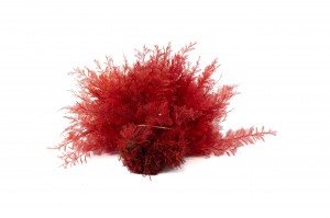 stabilisierter-air-fern-18.