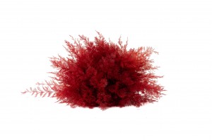 air-fern-stabilisee-18.