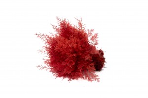 air-fern-stabilisee-18.