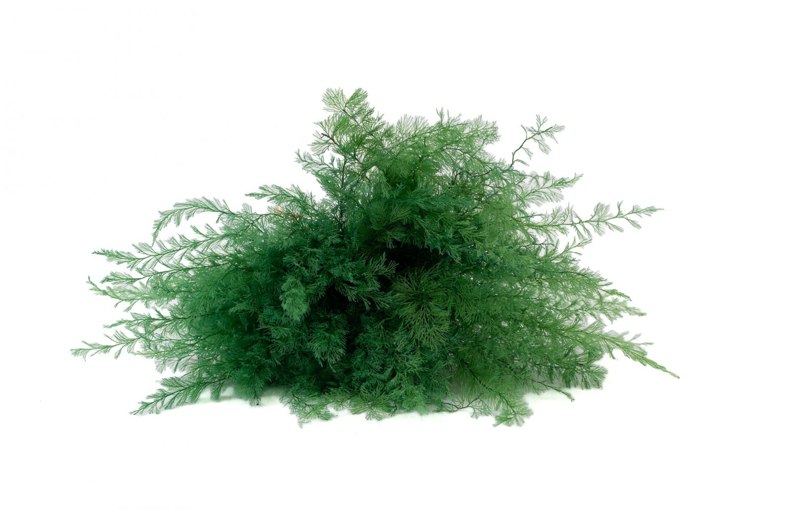 air-fern-stabilisee-18