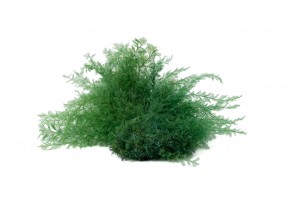 air-fern-stabilisee-18.