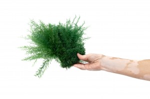 preserved-air-fern-18.