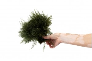 stabilisierter-air-fern-18.