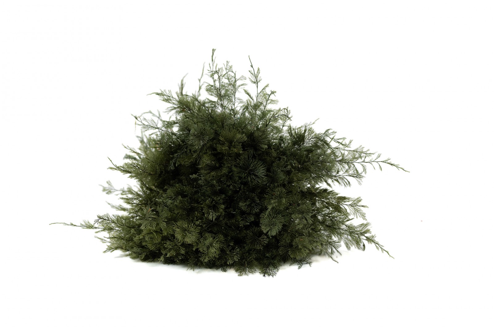 stabilisierter-air-fern-18