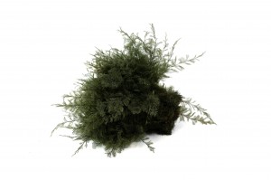 stabilisierter-air-fern-18.