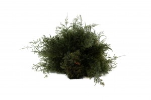 air-fern-stabilisee-18.