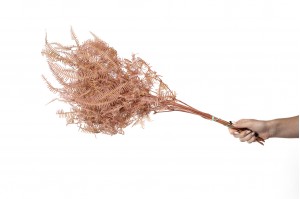 preserved-sylvestre-fern-8.