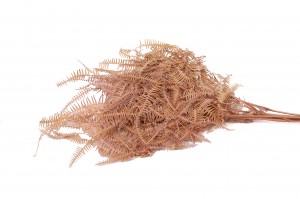 preserved-sylvestre-fern-8.