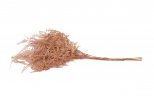 stabilisierte-waldfarn-8.