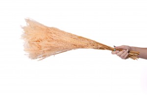 fougere-pteridium-stabilisee-8.