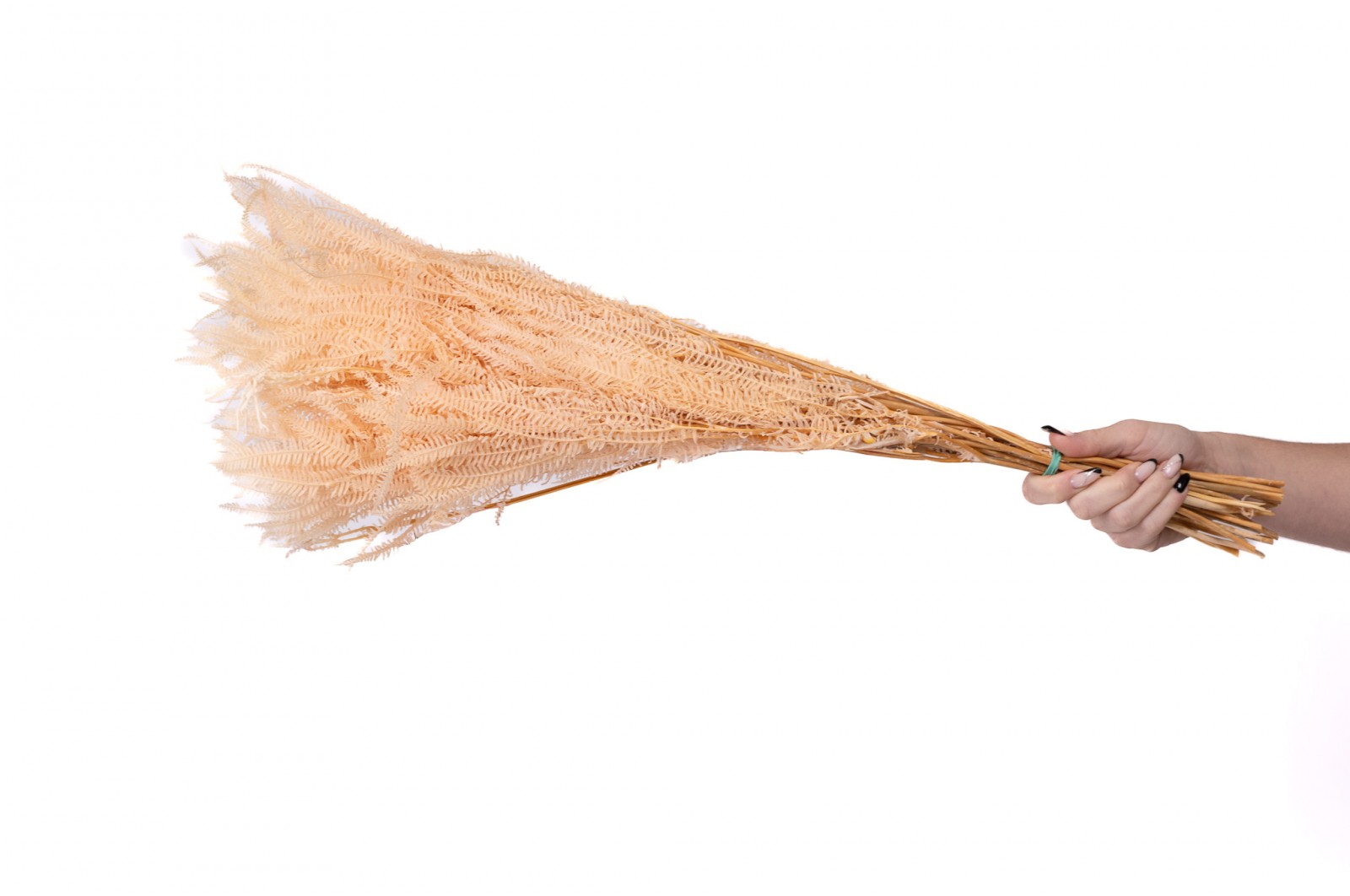 fougere-pteridium-stabilisee-8