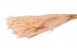 preserved-pteridium-fern-8.