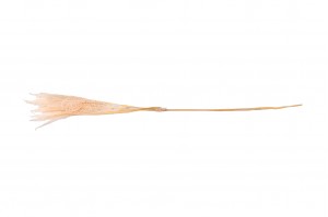 stabilisierte-pteridium-farn-8.