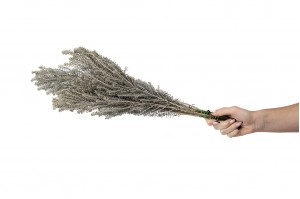 preserved-ozothamnus-natural-6.