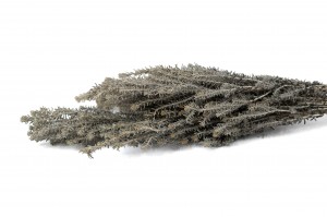 preserved-ozothamnus-natural-6