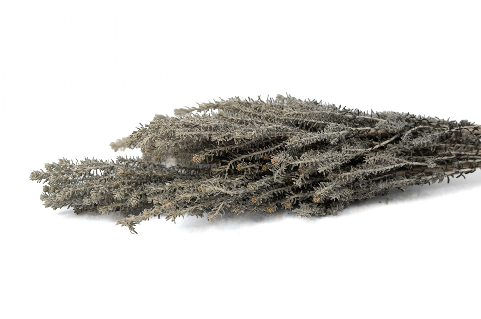 preserved-ozothamnus-natural-6