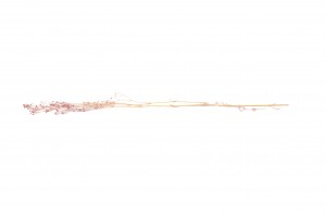 stabilisiertes-gipskraut-14.