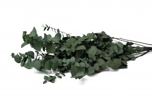 preserved-eucalyptus-stuartiana-39