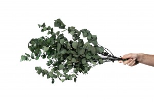 eucalyptus-stuartiana-stabilise-39.