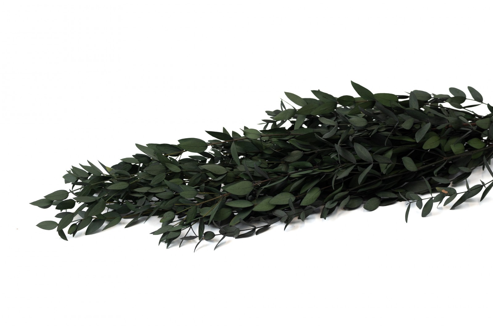 eucalyptus-parvifolia-stabilise-6