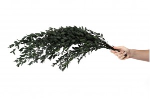 stabilisierte-eukalyptus-parvifolia-6.