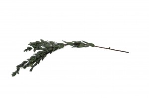 eucalyptus-parvifolia-stabilise-6.