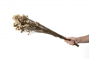 preserved-statice-6.