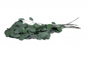 eucalyptus-populus-stabilise-11.