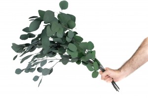 preserved-eucalyptus-populus-11.