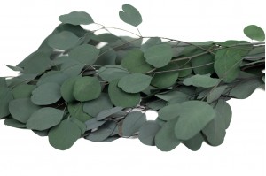 eucalyptus-populus-stabilise-11