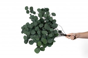 stabilisierte-eukalyptus-populus-6.