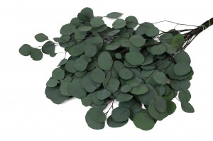 eucalyptus-populus-stabilise-6