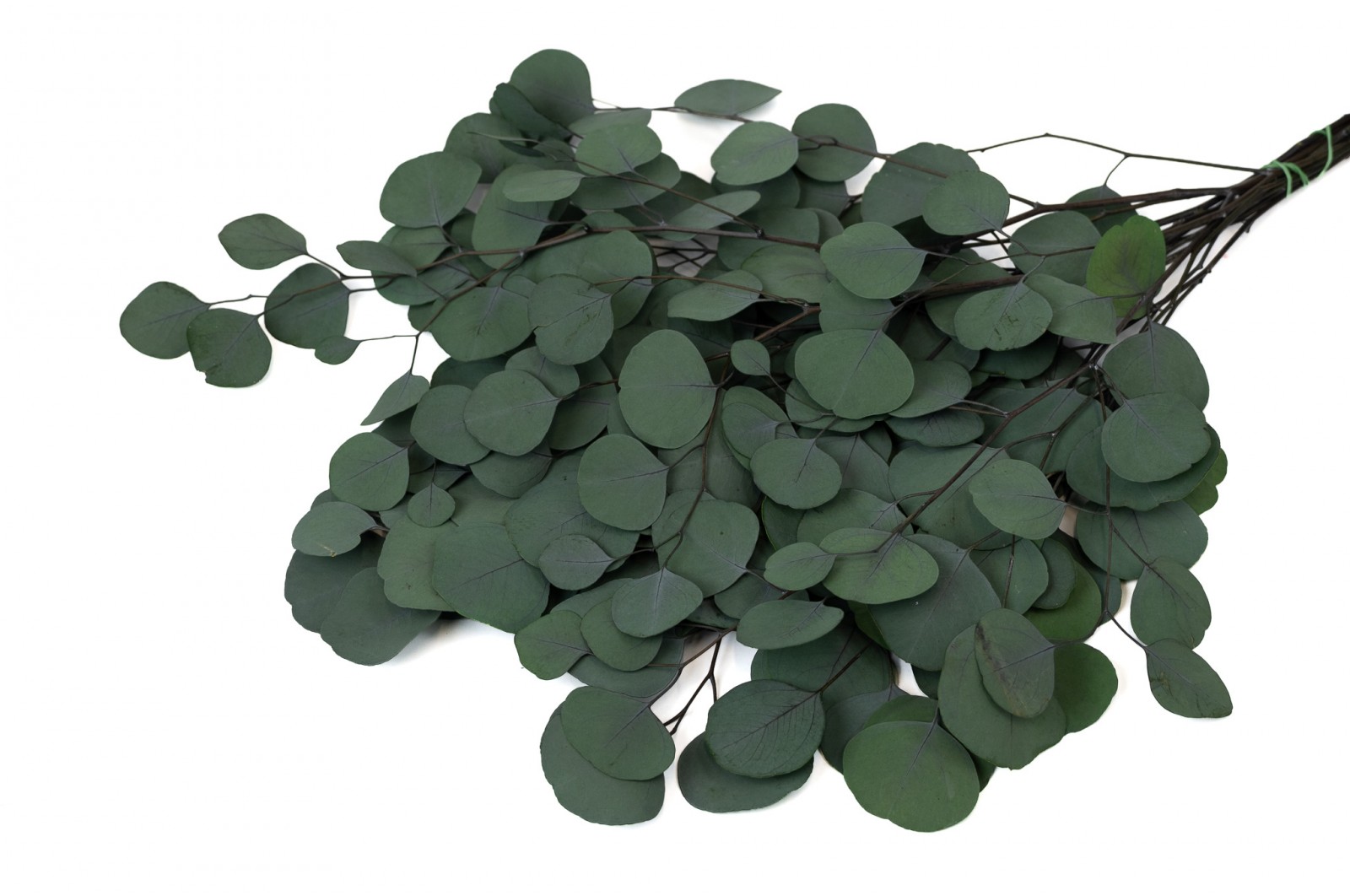 stabilisierte-eukalyptus-populus-6