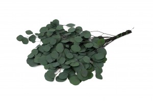 stabilisierte-eukalyptus-populus-6.