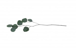 eucalyptus-populus-stabilise-6.